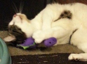 PetGiftBox - Jurassic June Box