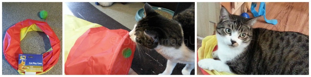 Pet Gift Box July 2015