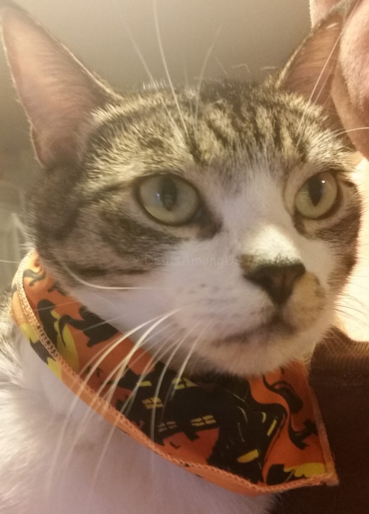 Maggie with scarf - Pet Gift Box October