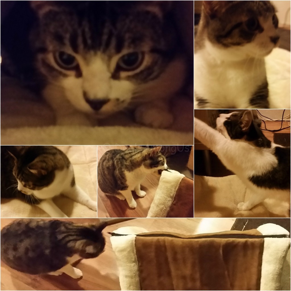 Magee and Murfee vs Kitty Shack