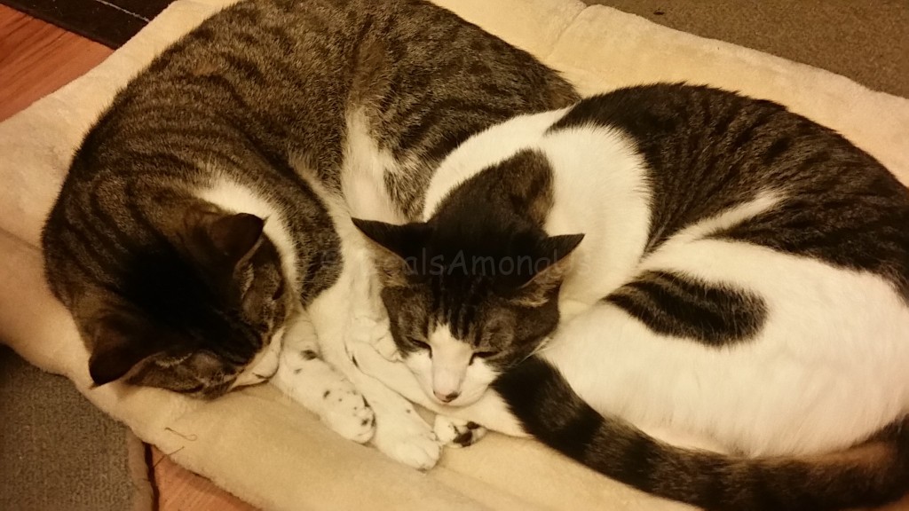 Maggee and Murfee on the Kitty Shack