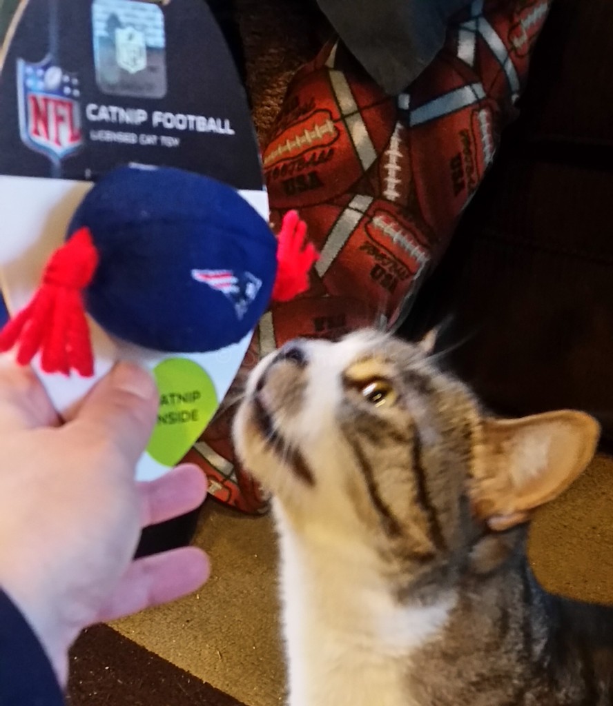 Maggee and cat nip Football