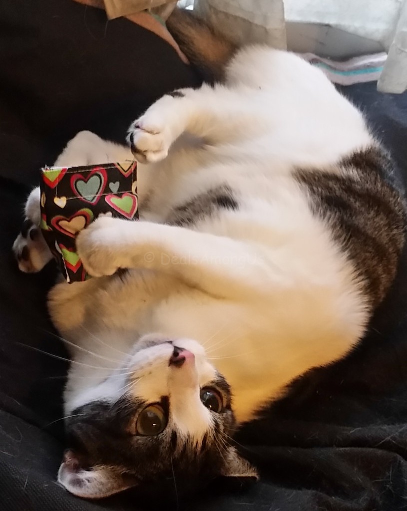 Murfee and the Catnip