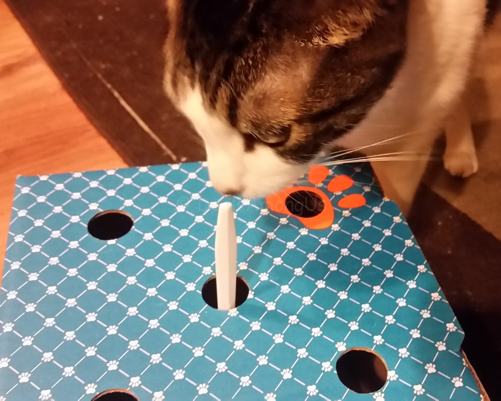 Murfee sniffing the toy