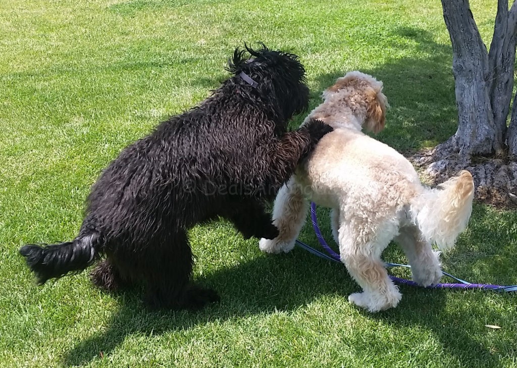 Noodles and Meadow 1