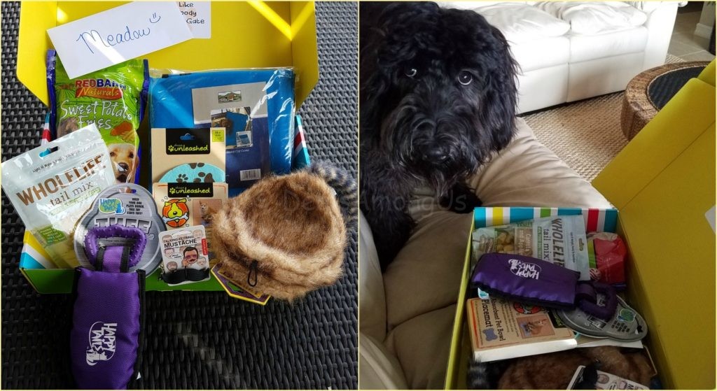 Pet Treater June Contents