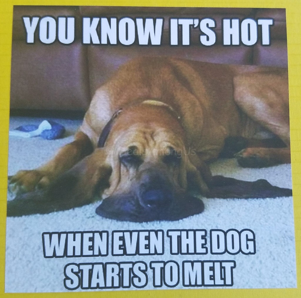 Its Hot Dog Melting