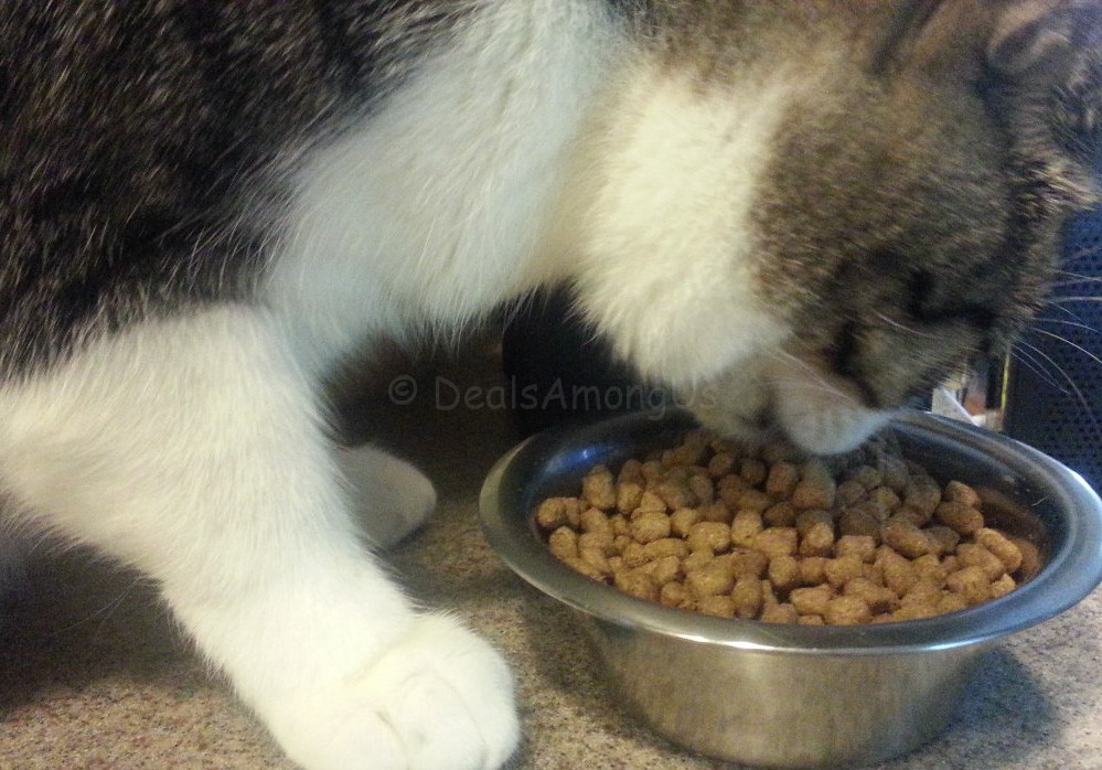 maggee-eating-dry-newmans-food