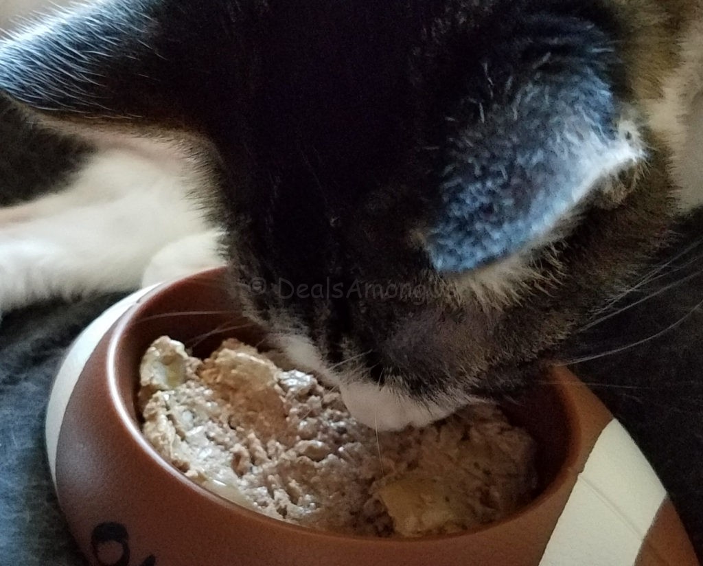 murfee-sniffing-food