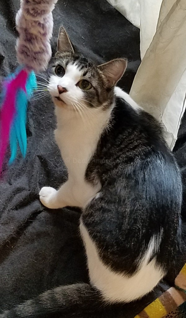 murfee-and-the-fluffy-feather-boa-toy