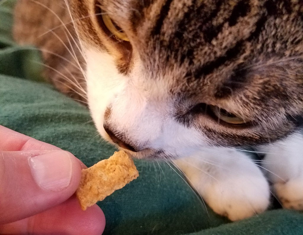 magee-sniffing-yummy-chewys