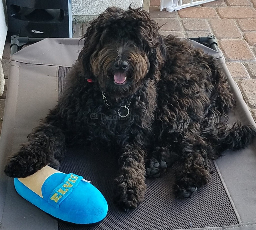 meadow-and-elvis-toy