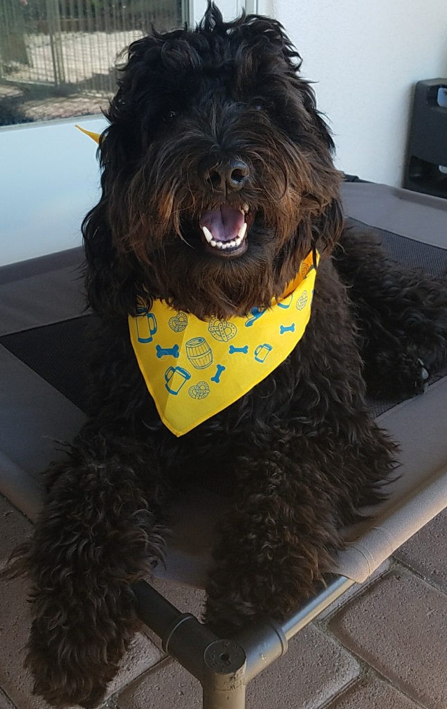 meadow-and-bandana-pet-treater-october-2016